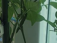 유준이네 고추모종이야기-..