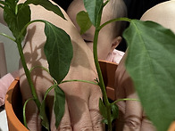 2026 김리나 고추모종 이..