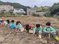 고구마캐기