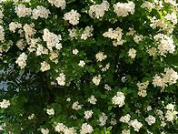 찔레향에 취해서~