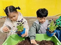 4월1주)제비꽃 심기