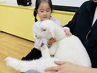 4월2주)듀라-면양