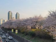 2025 안양천 벚꽃길