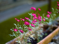 황혼녘 춘몽(春夢)