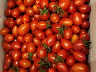 6-25 토마토 수확체험 신..