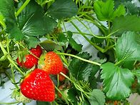 🍓딸기농장 체