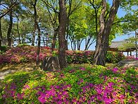 뚜벅이 Choi의 봄으로 가..