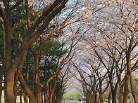 선유도공원에도 화사하게 ..