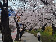 봄 꽃의 속삭임으로 다가온..