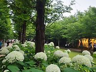 수국꽃이 화사한 경의선숲..
