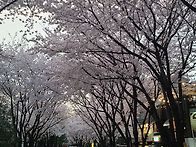 활짝 만개한 경의선 숲길 ..