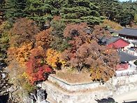보현사 단풍구경하세요)(..