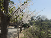 부도군 벚꽃 구경하세요!