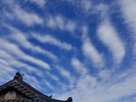 순결한 백합, 붓꽃 외