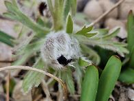 할미꽃이 전하는 봄소식