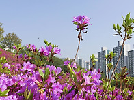 군포수리산철쭉