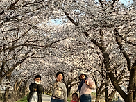 벚꽃 산책 데이