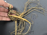 백두산 산양삼,방..