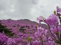 대구비슬산,참꽃산행(천왕..