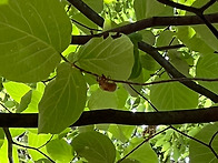 병풍암
