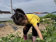 5/26 딸기🍓따고 고구마 심기🍠