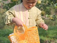 10/16 사과따기