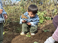 10/20 땅콩&고구마 캐기