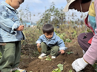 10/20 땅콩&고구마 캐기