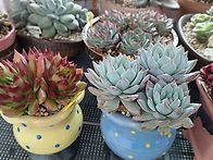 다육이 분갈이 했어요