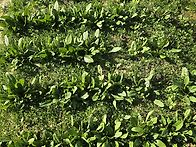 오늘 봄동 모습입니다.