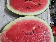 수박.참외등 여름과일 재배..