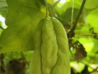 차요테가 많이 달리기 시작..