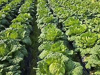 배추.무.봄동 사진입니다.