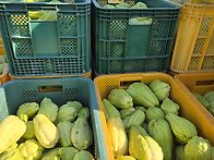 이르게 싹트는 차요테가 ..