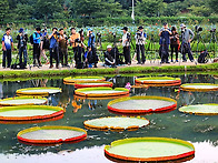 빅토리아 연꽃