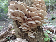 느타리버섯맞을까..