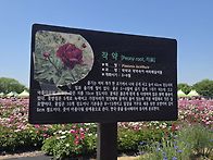 경남 함안 작약꽃 축제 동..