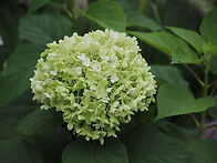 서울창포원 탐방.