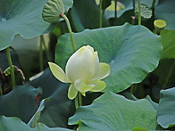 세미원 탐방.