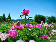 작약꽃2(합천)