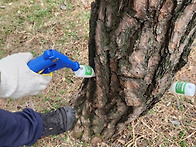 [1종나무병원/소나무재선충..