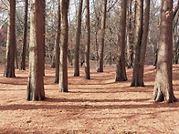 을사년12월중순 시민의숲 ..