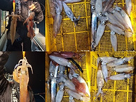 뉴금강호)한치가 요래 나오..
