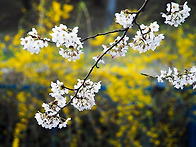 4월의 봄속으로