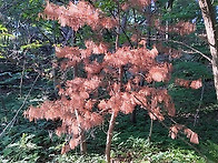 병인가 노화인가.