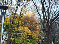 인생을 고운 단풍처럼.