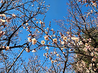 3월 18일 연주곡을 신청 ..