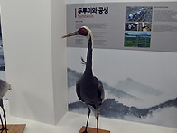 강원도 철원 DMZ 두루미평..