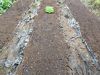 2022년 9월 3일 김장 배추..