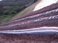 너무 늦은 참깨 밭